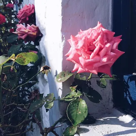 Hébergement de vacances Les Iris - *