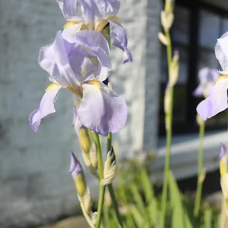 Les Iris - Sohier